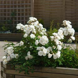 Rosier paysager blanc 'Little White Pet' / Rosa Little White Pet